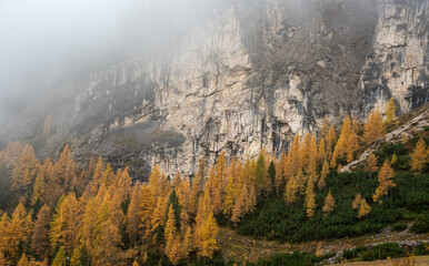 Autumn forest landscape at Passo Falzarego valley. Dolomite mountain range Italy. Fall season Italian apls