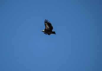 A white -headed sip with beautiful plumage soars in the sky on a blue background