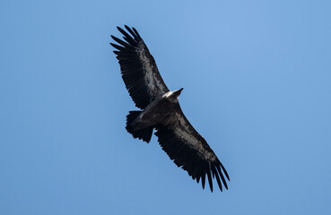 A white -headed sip with beautiful plumage soars in the sky on a blue background