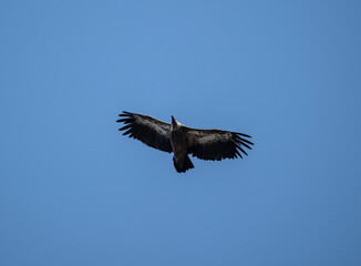 A white -headed sip with beautiful plumage soars in the sky on a blue background