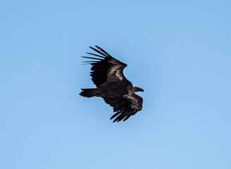 A white -headed sip with beautiful plumage soars in the sky on a blue background