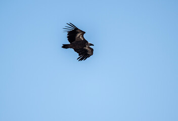 A white -headed sip with beautiful plumage soars in the sky on a blue background