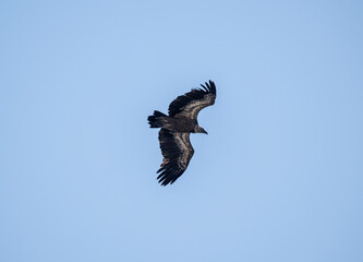 A white -headed sip with beautiful plumage soars in the sky on a blue background