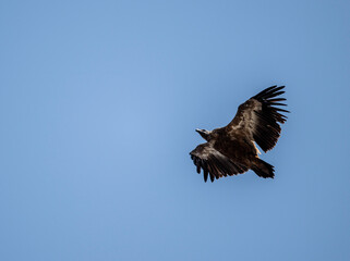 A white -headed sip with beautiful plumage soars in the sky on a blue background