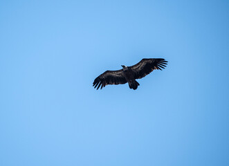 A white -headed sip with beautiful plumage soars in the sky on a blue background