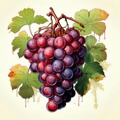 grapes in an illustration on a white background, Generative AI