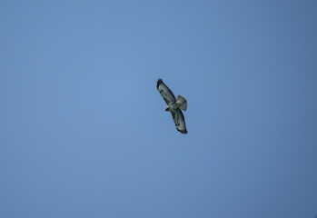 Kanyuk with beautiful plumage soars in the sky on a blue background