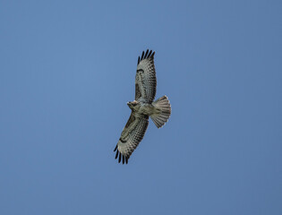 Kanyuk with beautiful plumage soars in the sky on a blue background
