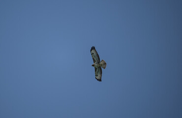 Kanyuk with beautiful plumage soars in the sky on a blue background