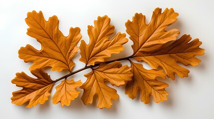 Design of an oak leaf on a white background, Generative AI