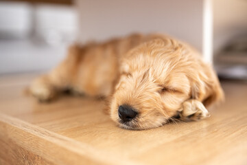 Sweet cockapoo puppy sleeping