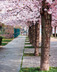 Obraz premium alleyway under the cherry blossom trees in Paris. The sun lights up the cherry blossoms