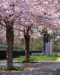 street book box under the cherry blossom trees