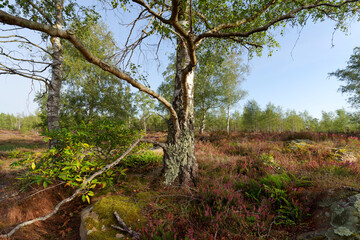 Fototapeta na wymiar Coquibus heather land in Fontainebleau forest 
