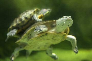 Hilaire’s toadhead turtle or Hilaire’s side-necked turtle (Phrynops hilarii) under water behind glass, blurred.