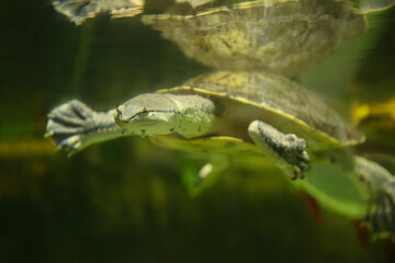 Hilaire’s toadhead turtle or Hilaire’s side-necked turtle (Phrynops hilarii) under water behind glass, blurred.