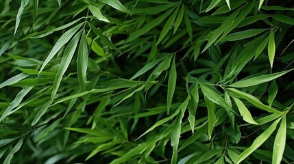 Bamboo leaves Background