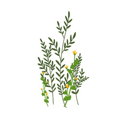 Small green plants illustration
