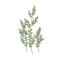 Small green plants illustration