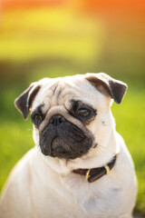 Autumn Portrait of a pug on the street