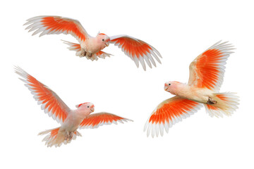 Set of Major Mitchell's Cockatoo flying isolated on transparent background png file