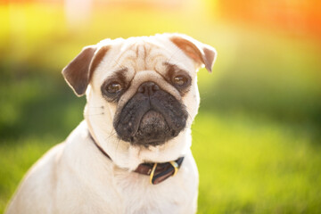 Autumn Portrait of a pug on the street