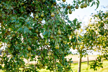 Fototapeta na wymiar Branch of ripe organic cultivar of pears close-up in the summer garden