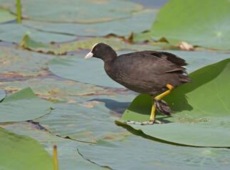 Eurasian coot on lotus leaf