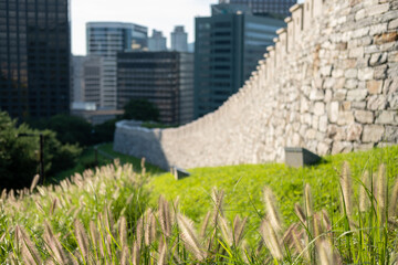 Walkway next to Hanyangdoseong Wall or Seoul City Wall in Namsan park, with Silver grass on the foreground. South Korea