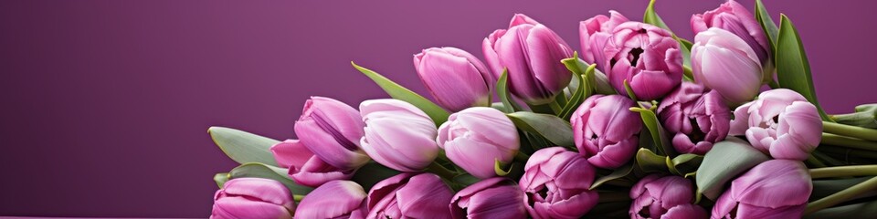 Obraz premium tulips on purple background, copy space