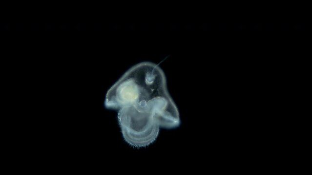 Pilidium larva of worm Heteronemertea under microscope, genus Cerebratulus ssp. With help of cilia, it floats in the water column. White sea