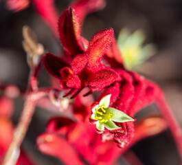 Flowering red kangaroo paw plant (Anigozanthos), blooming during spring in southern Australia