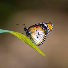 Fototapeta na wymiar Burkina butterfly