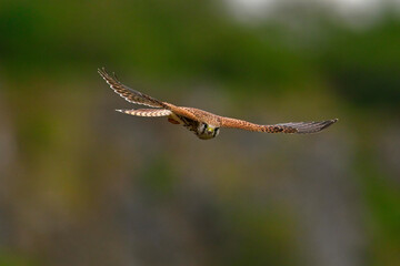 Turmfalke // Common kestrel (Falco tinnunculus)