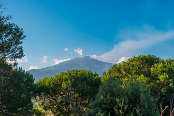 Sicilian landscape with Mount Etna and stone pine trees in the foreground, Southern Italy.