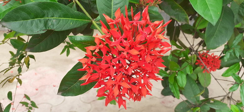 Ixora Flowers on Green Leaves Background