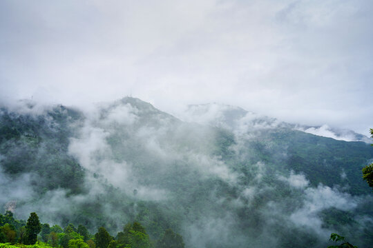 tea garden estate with fog clouds rolling over the hills in Darjeeling showing the famous tea producing tourist attraction in India