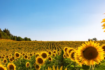 Rolgordijnen Sunflower field with clear blue sky. © senerdagasan