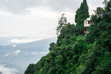 Coniferous trees standing tall on hill slope in shimla, manali, darjeeling