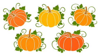 Colorful autumn pumpkins and leaves. Collection of orange pumpkins for Halloween and Thanksgiving design.