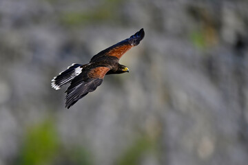 Harris’s Hawk // Wüstenbussard (Parabuteo unicinctus) 