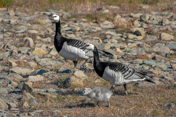 Barnacle goose (Branta leucopsis) couple with a newborn gosling, Longyearbyen, Svalbard, Norway