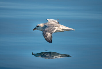 Northern fulmar (Fulmarus glacialis), also known as Arctic fulmar flying just above the calm waters of the Isfjorden in Savlabard, Norway