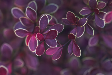 Barberry Thunberg Golden Ring. Plant background. Selective focus