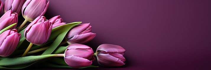 Obraz premium tulips on purple background, copy space