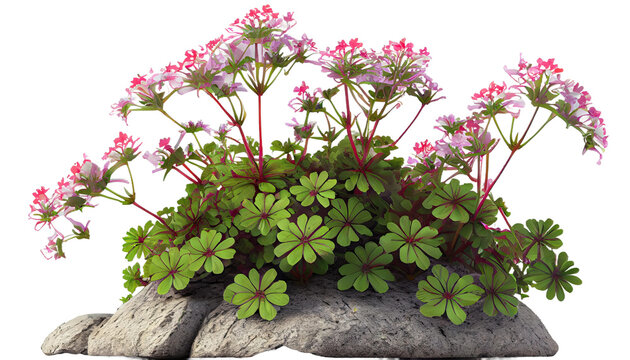 Geranium macrorrhizum, Fragrant ground cover plant for rock gardens, 3d render, png cutout