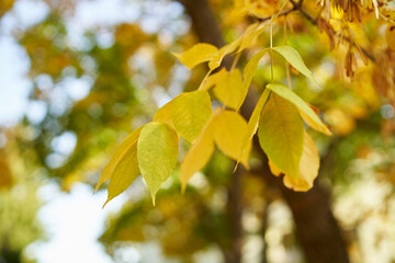 Close-up of yellowed leaves on the background of the sky and branches of trees in autumn
