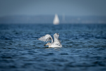 Fototapeta premium Möwe frisst Krebs