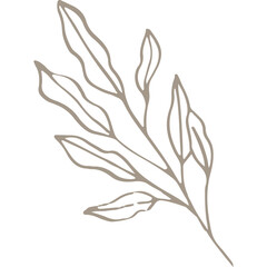 Hand-drawn Linear Plant / Twig / Branch 