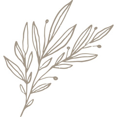 Hand-drawn Linear Plant / Twig / Branch 